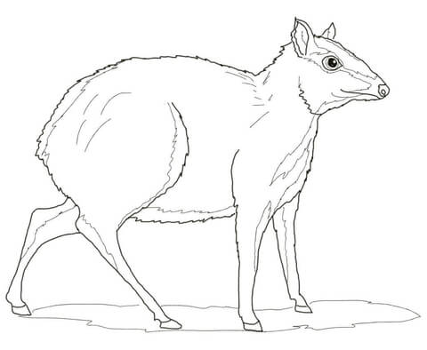 Greater Mouse Deer Coloring Page